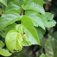 Glossocarya scandens (L.f.) Trimen